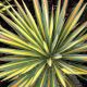Juka 'Color Guard' - Yucca Color Guard